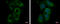 Centrosomal Protein 70 antibody, GTX120594, GeneTex, Immunofluorescence image 
