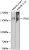Splicing Factor 3b Subunit 3 antibody, 22-031, ProSci, Western Blot image 