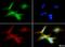 CD15 antibody, NB100-1831, Novus Biologicals, Immunofluorescence image 