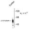 Tubulin Beta 3 Class III antibody, NBP1-30048, Novus Biologicals, Western Blot image 