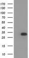 Hydroxyacylglutathione Hydrolase Like antibody, CF502537, Origene, Western Blot image 
