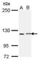 Immunoglobulin Superfamily Member 3 antibody, LS-C186279, Lifespan Biosciences, Western Blot image 
