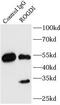 Rogdi Atypical Leucine Zipper antibody, FNab07381, FineTest, Immunoprecipitation image 