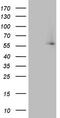 IKAROS Family Zinc Finger 3 antibody, CF804235, Origene, Western Blot image 