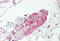 G Protein-Coupled Bile Acid Receptor 1 antibody, MBS248699, MyBioSource, Immunohistochemistry frozen image 