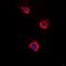Adenylate cyclase type 5 antibody, orb213526, Biorbyt, Immunofluorescence image 