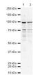 48 kDa protein antibody, orb76802, Biorbyt, Western Blot image 