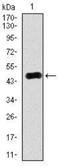 RAB4A antibody, NBP2-37485, Novus Biologicals, Western Blot image 