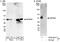 Makorin Ring Finger Protein 2 antibody, A300-991A, Bethyl Labs, Immunoprecipitation image 