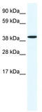 Annexin A7 antibody, TA341654, Origene, Western Blot image 