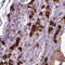 Secretogranin V antibody, HPA013136, Atlas Antibodies, Immunohistochemistry paraffin image 