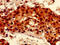 RalA Binding Protein 1 antibody, orb53387, Biorbyt, Immunohistochemistry paraffin image 