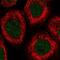 Regulator Of MON1-CCZ1 antibody, PA5-60428, Invitrogen Antibodies, Immunofluorescence image 