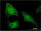 Fem-1 Homolog B antibody, H00010116-M09, Novus Biologicals, Immunofluorescence image 
