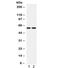 Beclin 1-associated autophagy-related key regulator antibody, R32270, NSJ Bioreagents, Western Blot image 