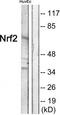 NF-E2-related factor 2 antibody, TA312825, Origene, Western Blot image 
