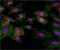 GAPDH antibody, MA5-15738-D650, Invitrogen Antibodies, Immunofluorescence image 