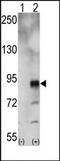 EPH Receptor A5 antibody, AP14283PU-N, Origene, Western Blot image 