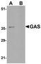 PAXIP1 Associated Glutamate Rich Protein 1 antibody, NBP1-76239, Novus Biologicals, Western Blot image 