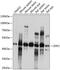 Zinc Finger Protein 2 antibody, 15-515, ProSci, Western Blot image 