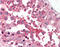 Glypican 4 antibody, TA316796, Origene, Immunohistochemistry frozen image 