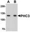 PH3 antibody, TA326692, Origene, Western Blot image 