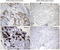EGFR antibody, UM870125, Origene, Immunohistochemistry frozen image 