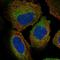 Zw10 Kinetochore Protein antibody, HPA051253, Atlas Antibodies, Immunofluorescence image 