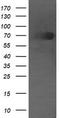 DEF6 Guanine Nucleotide Exchange Factor antibody, LS-C174286, Lifespan Biosciences, Western Blot image 