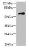 Family With Sequence Similarity 126 Member B antibody, CSB-PA814227LA01HU, Cusabio, Western Blot image 
