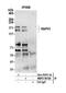 RAPH1 antibody, NBP2-59126, Novus Biologicals, Western Blot image 
