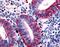 Dickkopf WNT Signaling Pathway Inhibitor 1 antibody, LS-A2868, Lifespan Biosciences, Immunohistochemistry frozen image 