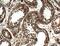 Zinc Finger MYND-Type Containing 12 antibody, 25587-1-AP, Proteintech Group, Immunohistochemistry frozen image 