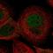 Mitochondrial sodium/hydrogen exchanger NHA2 antibody, PA5-61400, Invitrogen Antibodies, Immunofluorescence image 