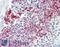 NACHT, LRR and PYD domains-containing protein 7 antibody, LS-B15407, Lifespan Biosciences, Immunohistochemistry paraffin image 