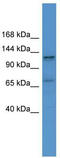 ELKS/Rab6-interacting/CAST family member 1 antibody, TA342630, Origene, Western Blot image 