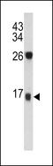 DCD antibody, 62-426, ProSci, Western Blot image 