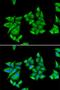 Uroporphyrinogen decarboxylase antibody, orb167399, Biorbyt, Immunofluorescence image 