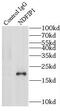 NEDD4 family-interacting protein 1 antibody, FNab05602, FineTest, Immunoprecipitation image 