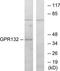 Probable G-protein coupled receptor 132 antibody, TA315403, Origene, Western Blot image 