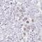 Variable Charge X-Linked antibody, HPA049357, Atlas Antibodies, Immunohistochemistry frozen image 