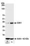Cyclin Dependent Kinase 1 antibody, A700-085, Bethyl Labs, Western Blot image 
