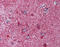 Melanocortin 3 Receptor antibody, TA340939, Origene, Immunohistochemistry paraffin image 