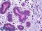 VPS35 Retromer Complex Component antibody, LS-B5909, Lifespan Biosciences, Immunohistochemistry paraffin image 