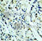 Histone Deacetylase 5 antibody, AP0202, ABclonal Technology, Immunohistochemistry paraffin image 