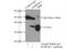 Mortality factor 4-like protein 1 antibody, 55257-1-AP, Proteintech Group, Immunoprecipitation image 