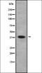 Ubiquitin Conjugating Enzyme E2 U antibody, orb336188, Biorbyt, Western Blot image 