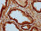 ADAM Metallopeptidase Domain 29 antibody, LS-C680122, Lifespan Biosciences, Immunohistochemistry paraffin image 