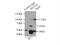 Microtubule-associated tumor suppressor 1 antibody, 13436-1-AP, Proteintech Group, Immunoprecipitation image 