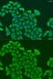 Exocyst Complex Component 2 antibody, GTX32593, GeneTex, Immunofluorescence image 